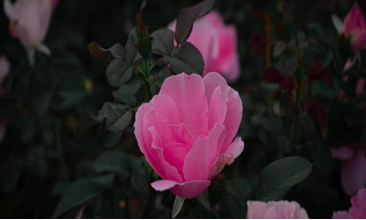image image